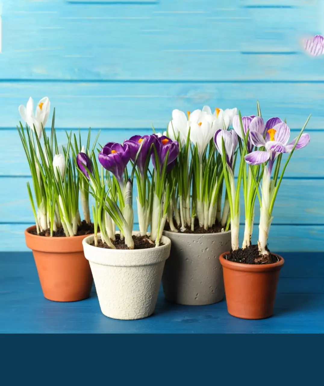 Indian Arts and Decorators